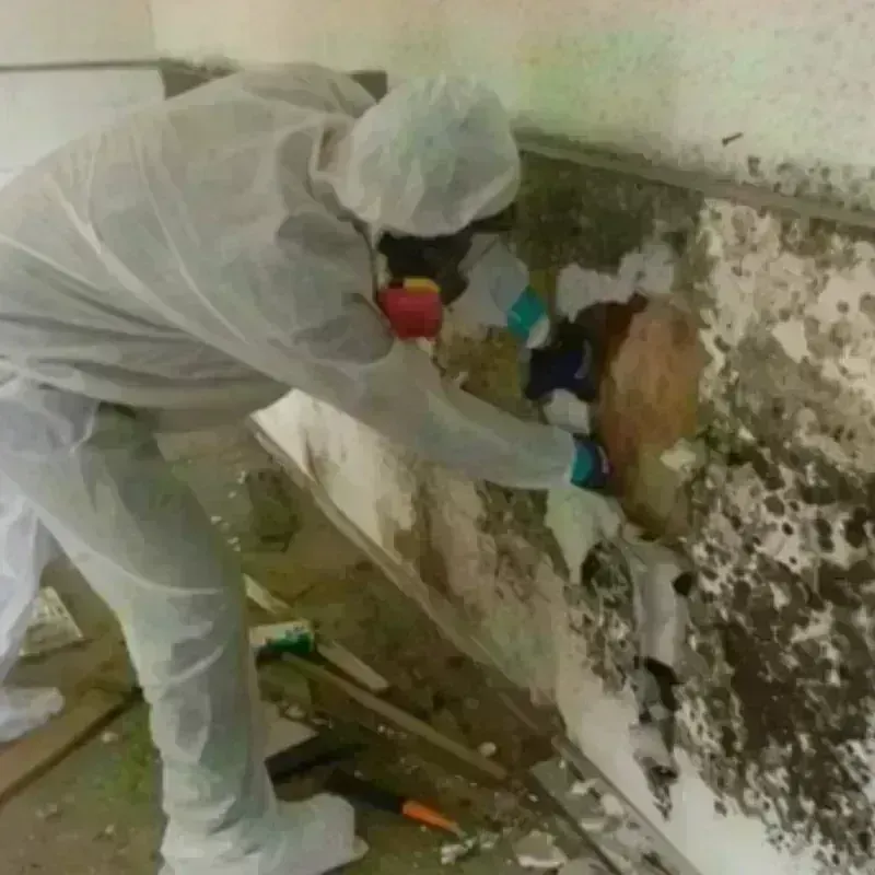 Mold Remediation and Removal in Osseo, MN